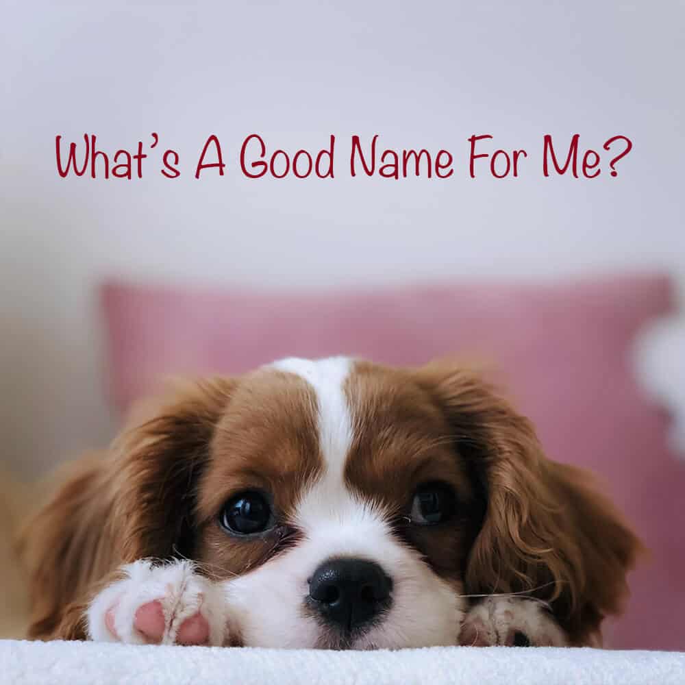 What To Name Your Puppy 1000X1000