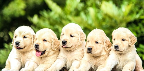 Dog Names Inspired By Music - 5 white labrador puppies