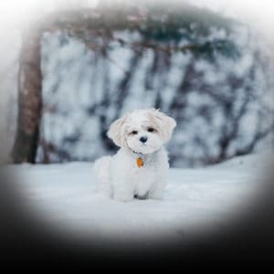 puppy names for white dogs