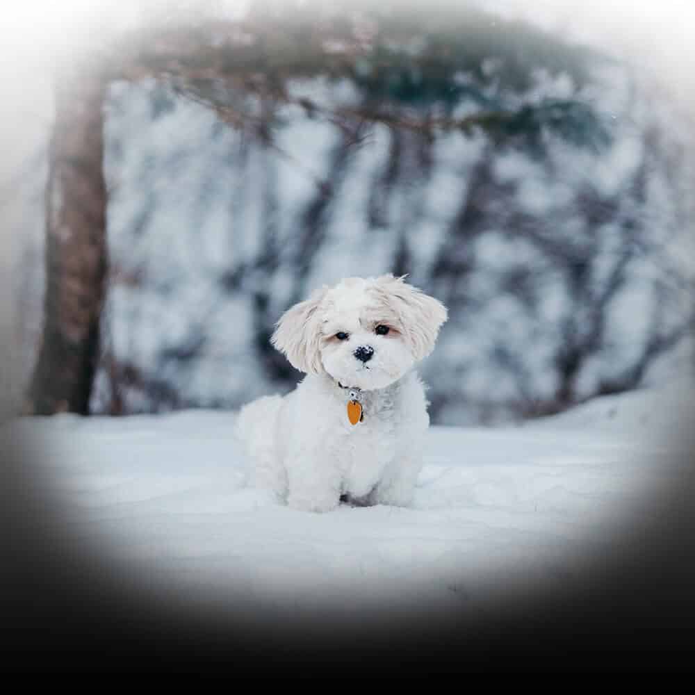 Best Puppy Names For White Dogs Puppy Care Central