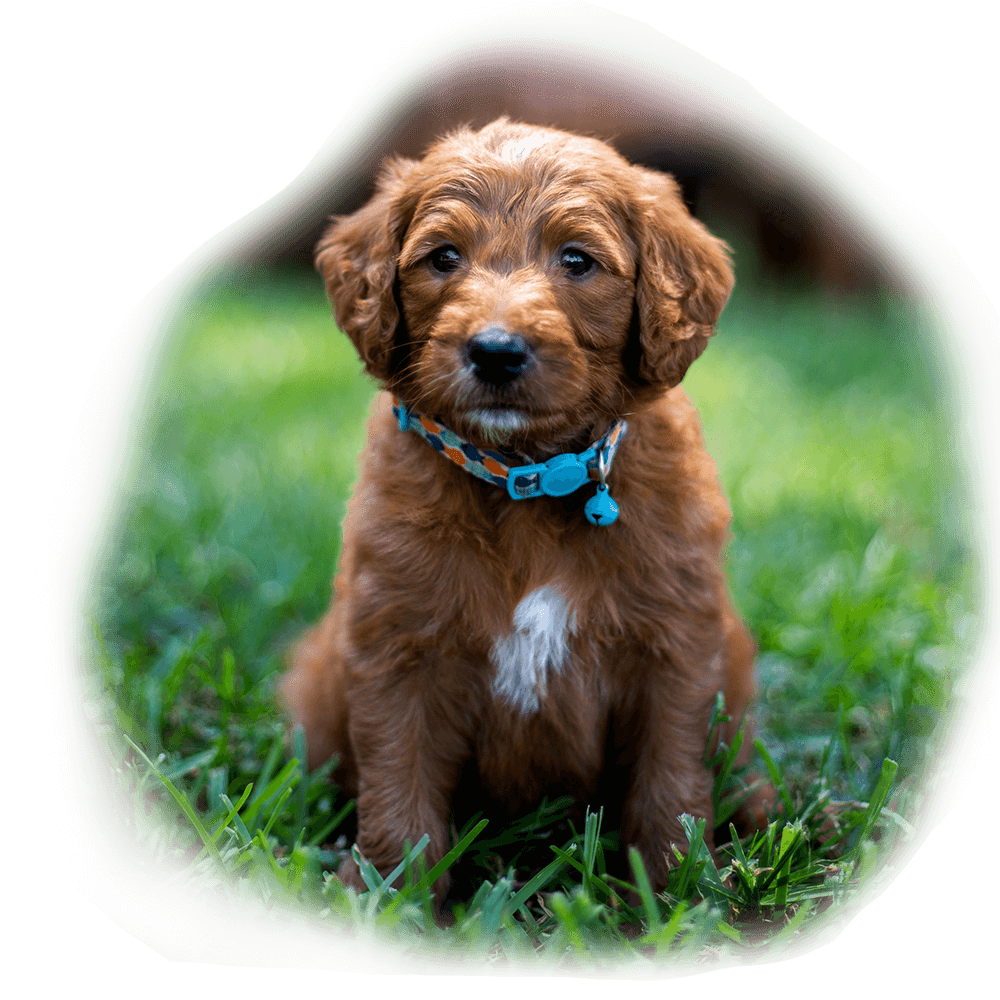Best Books For NEw Puppy Owners Puppy On Grass
