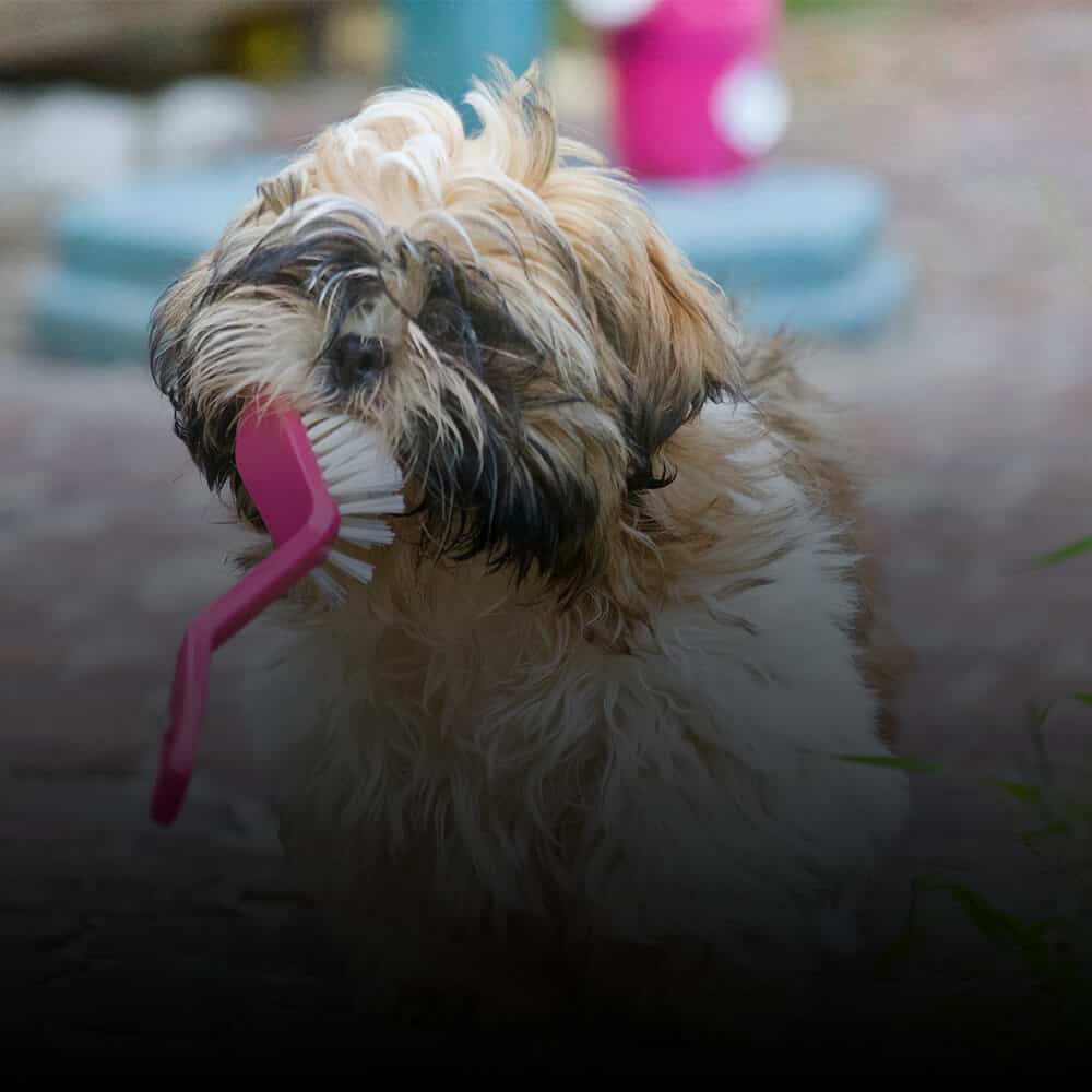 Best Chew Toys For Teething Puppies