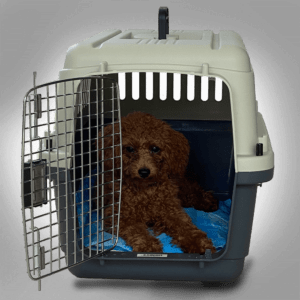Pros And Cons Of Crate Training