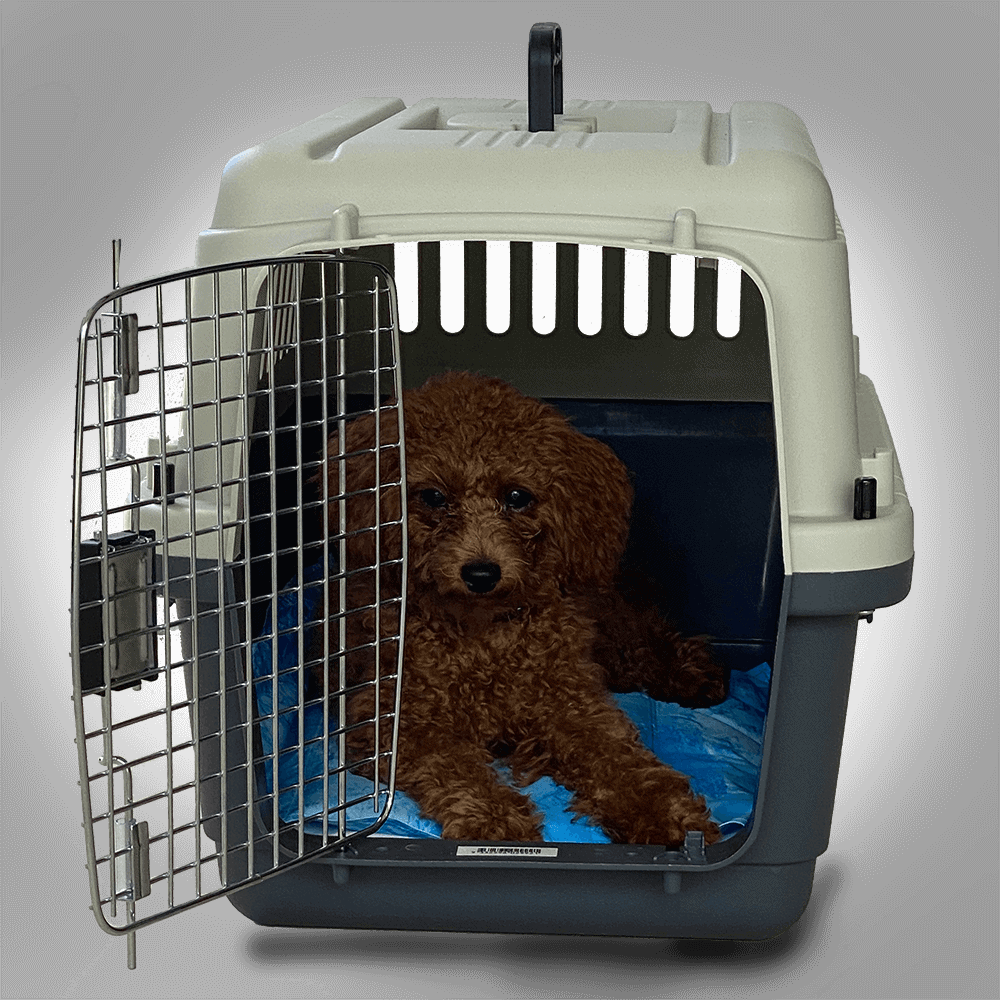 Pros And Cons Of Crate Training