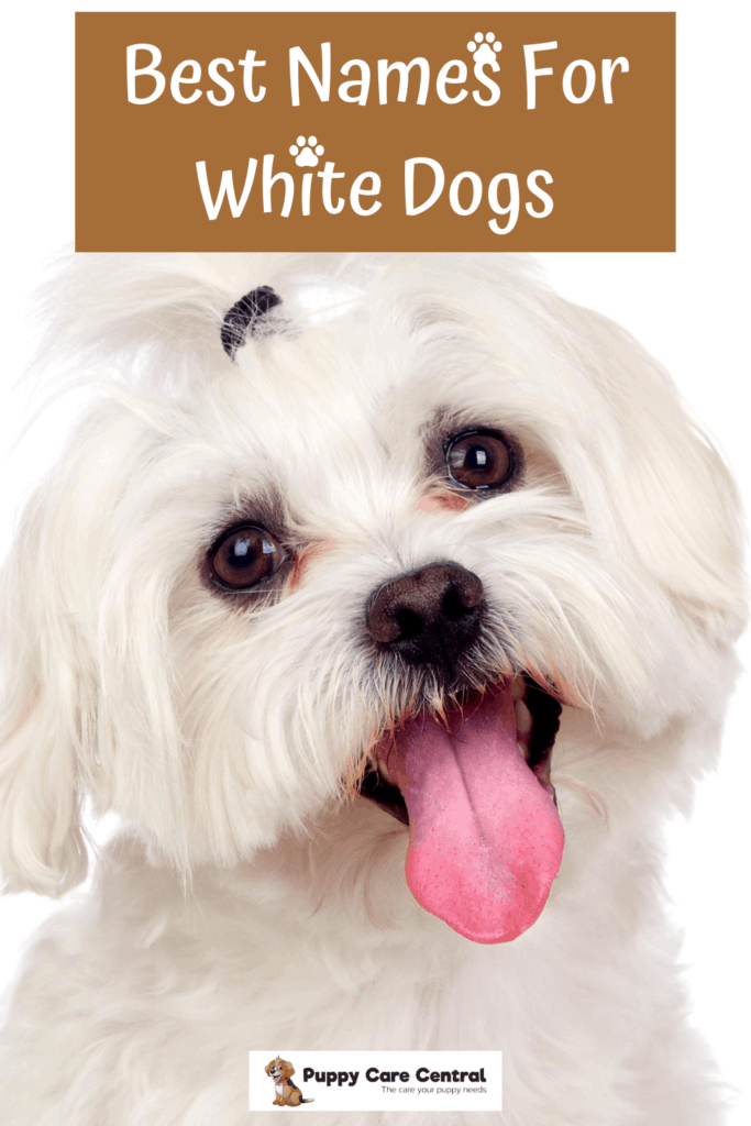 White Dog Names Image