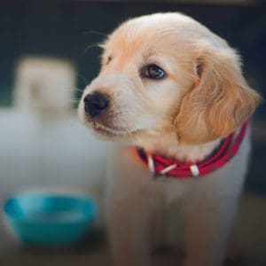 how much to feed my puppy White labrador puppy feeding