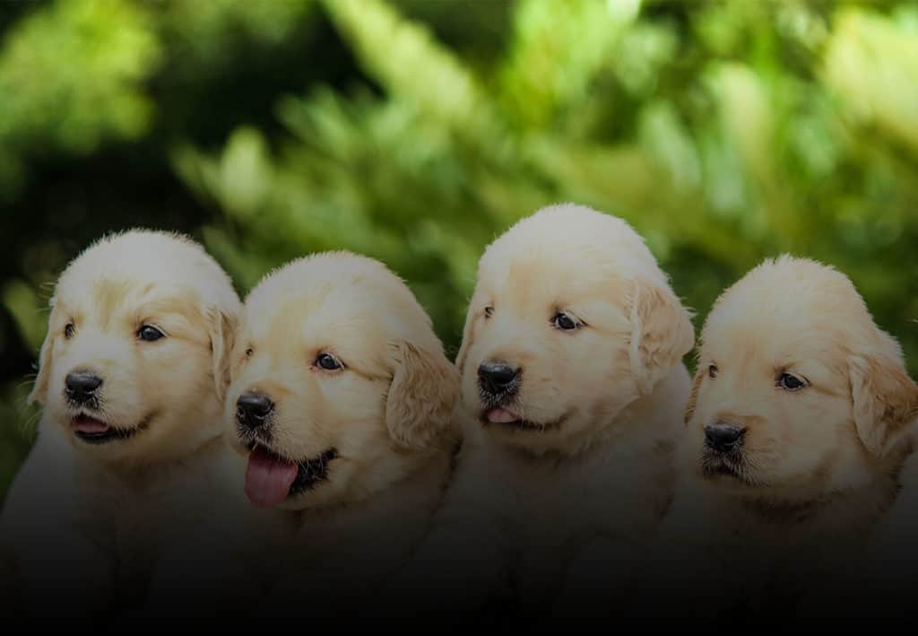 How To Choose A Puppy Breeder