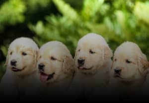 How To Choose A Puppy Breeder