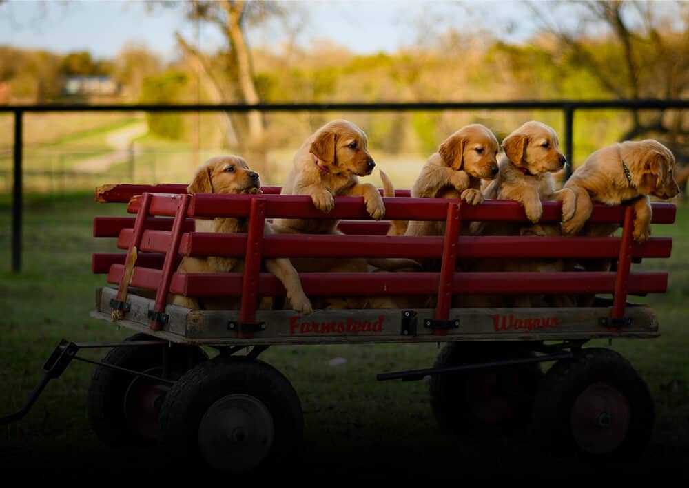 Puppy Proof Your Home Puppies In Trolley